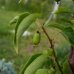 Aktinídia mini kiwi ´ISSAI´ (arguta) - výška 170-210cm, kont. C10L (-26°C)